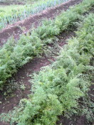 2011062719320001.jpg
