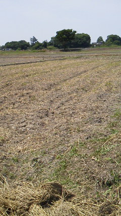 2012052810260000.jpg