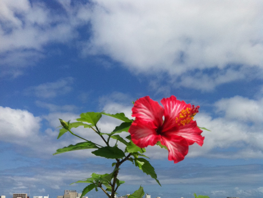 201205_hibiscus
