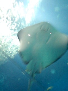 20070527_226631.jpg
