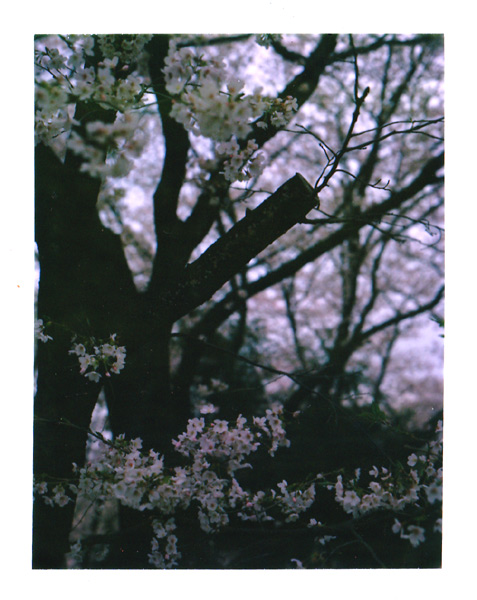 桜プレス01