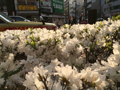 白つつじ1