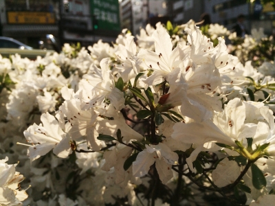 白つつじ2