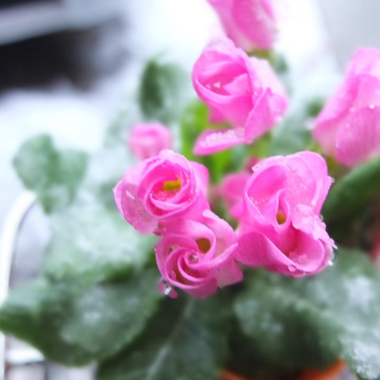 ¤´¤¢¤¤¤µ¤Ä