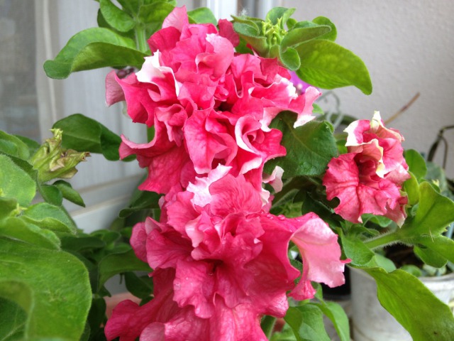 s_3IMG_3671我が家の花ペチュニア.jpg