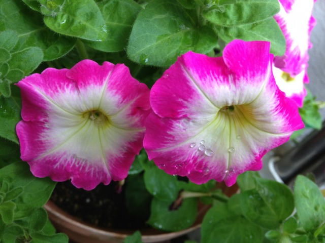 s_4IMG_6194我が家の花我が家の花ペチュニア2.jpg