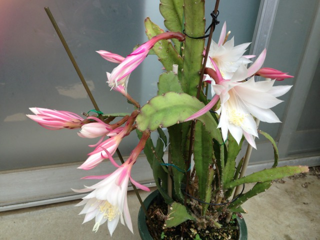 1s_IMG_6515家の花孔雀サボテン.jpg