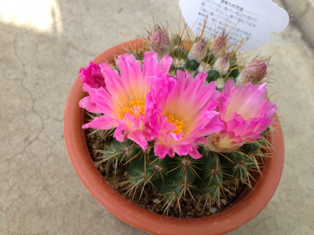 s_1IMG_5853サボテンの花.jpg