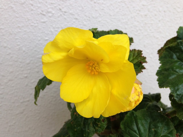 s_IMG_3674球根ベコニア黄色.jpg