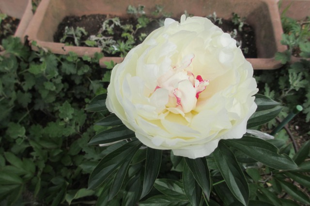 s_IMG_4635芍薬ー白.jpg