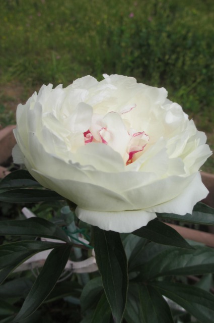 s_IMG_4637芍薬ー白2.jpg