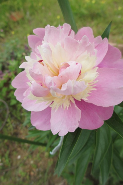 s_IMG_4638芍薬ーピンク.jpg