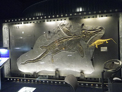 化石展示