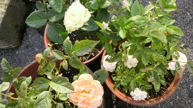 2013070518080000.jpg