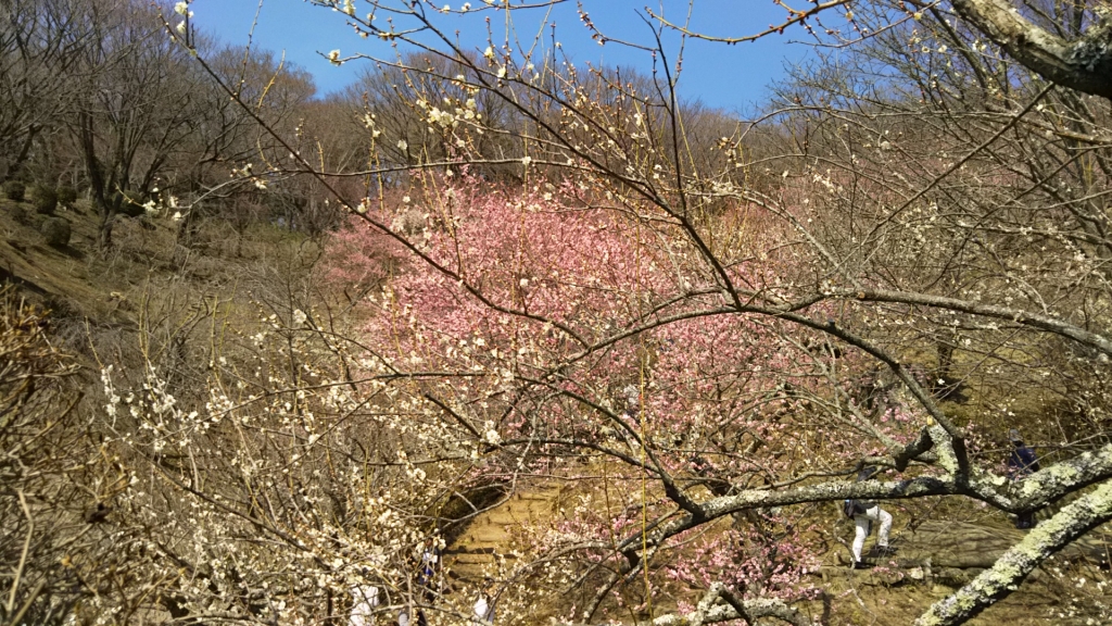 DSC_0518.JPG