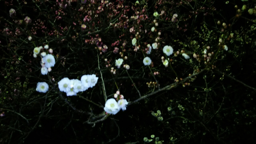 20190306_1869498.jpg