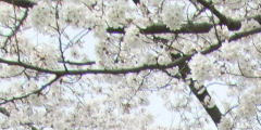 sakura