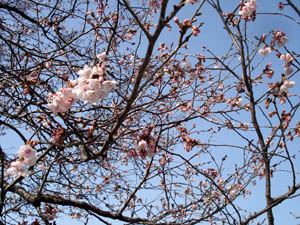 桜2