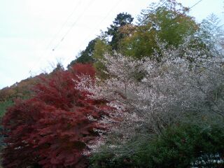 紅葉と四季桜