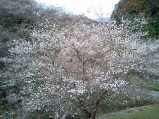 満開の四季桜