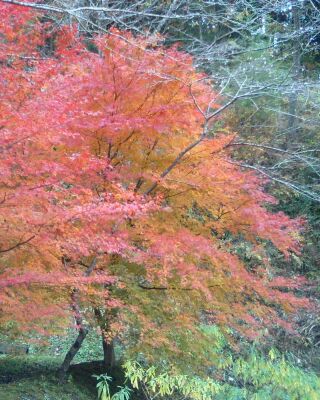 締めの紅葉