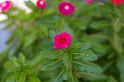 生えてた花