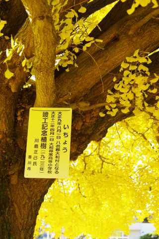 由来