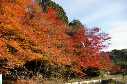 稲荷分社の紅葉