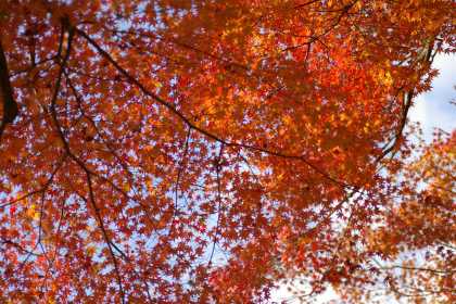 紅葉のカーテン