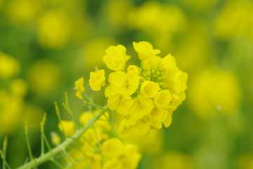 菜の花を背景に