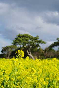 菜の花と松