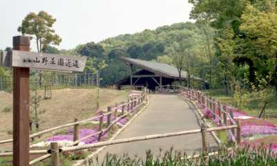 芝桜の道