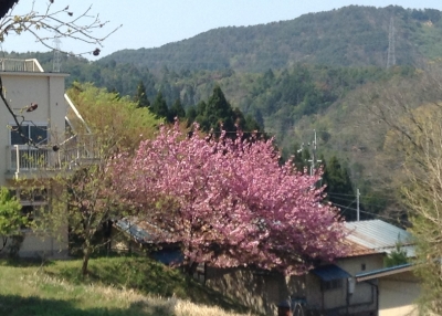 遅咲きの桜