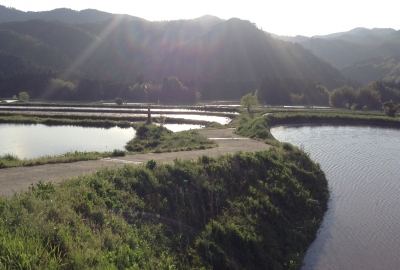 夕暮れ棚田1