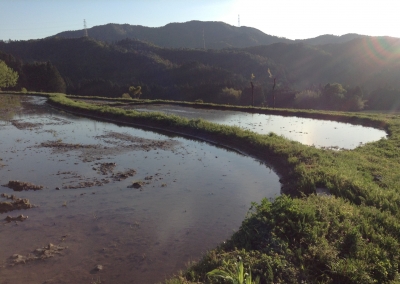 夕暮れ棚田⒉