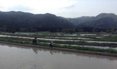 蕗ワラビ採り1