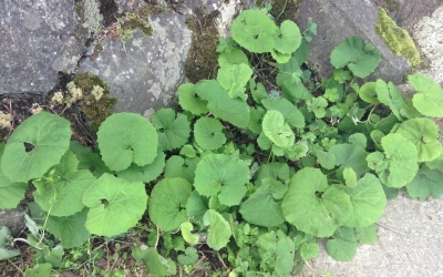 蕗3