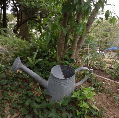 蝋梅