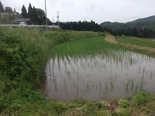 学校田んぼ