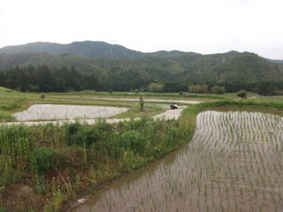 学校田んぼ