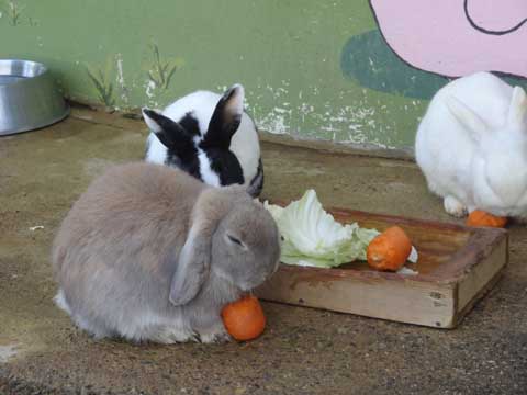 うさぎさん