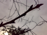201002sakura2