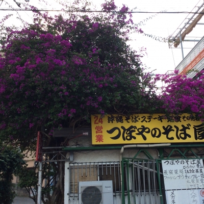 ポール・セザンヌ、【小さいつぼの花】、希少な画集画より ポール・セザンヌ、【小さいつぼの花】、希少な画集画より