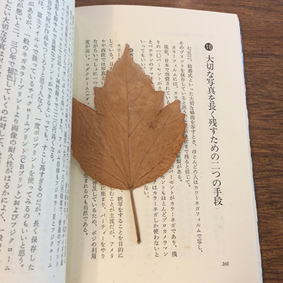 染色作家　宍戸清子　【八月】 染色作家宍戸清子【八月】
