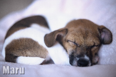 melted