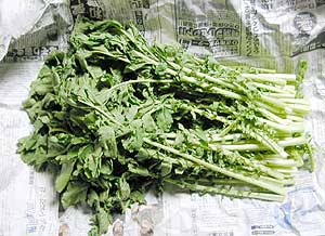 daikon