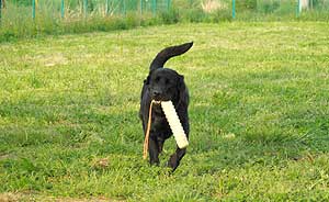 run