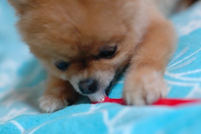 歯ブラシも悪くないにゃ。。。