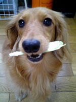キャベツ大好き♪
