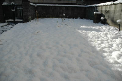 雪化粧。